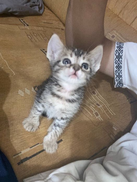 котенок мальчик бесплатно
