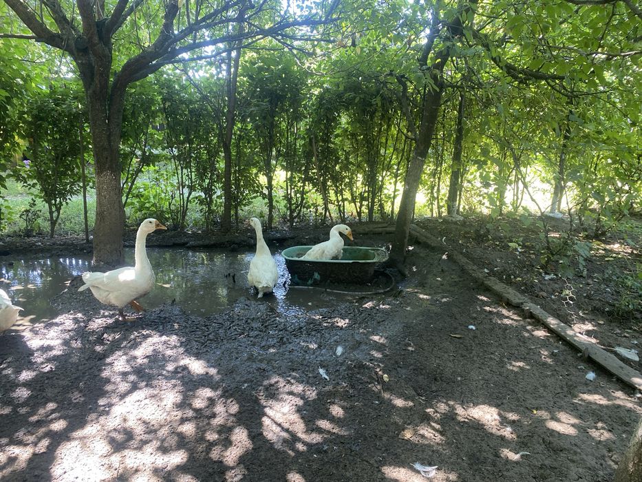 Vand boboci gasca