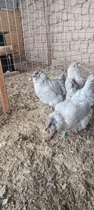 Амерекуана лаванда сатылады