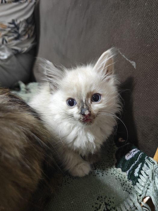 Отдам котят бесплатно