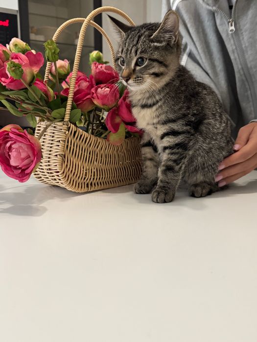 Котята бесплатно