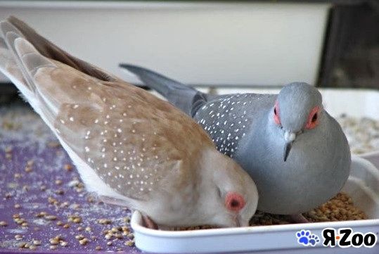 Бриллиантовая горлица