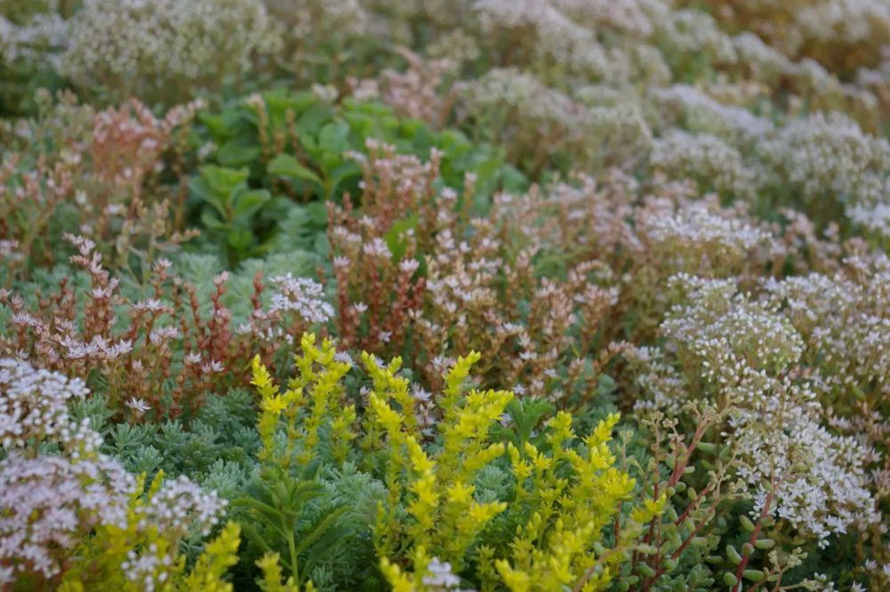 Пакет за озеленяване на гробно място със седуми GREЙNA