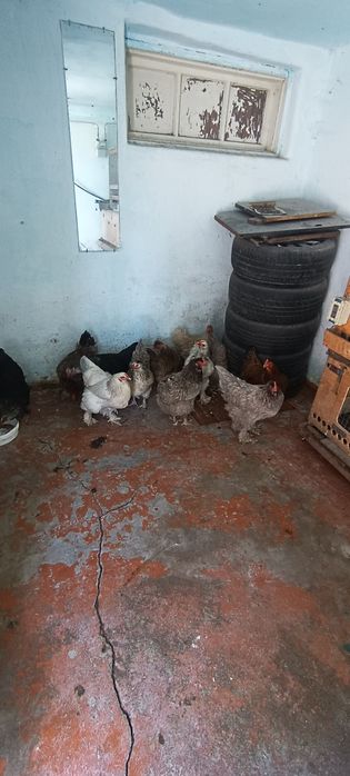 Домашнии помесные куры