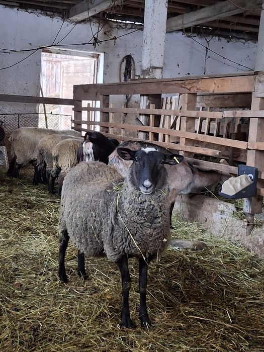 Oaie Romanov cu mieluta