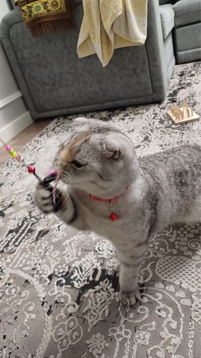 Шатланская Вислоухая мальчик