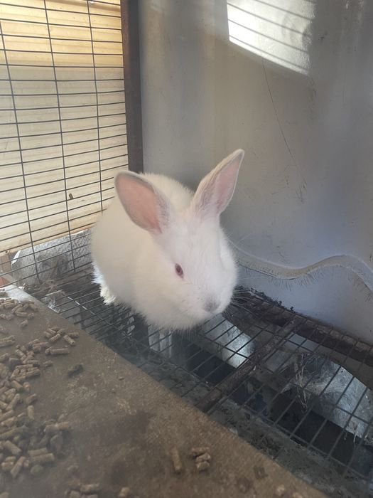 Крольчата. Кожектер