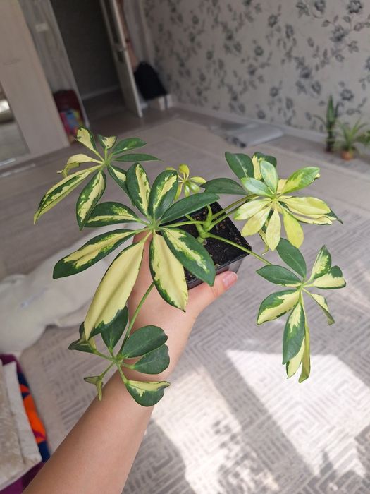 Шефлера, Пеперомия,Фикус,Аптения