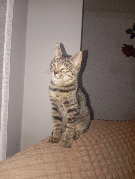 Отдам даром котенка