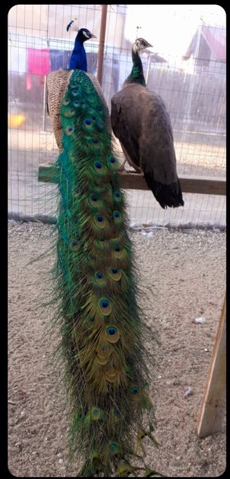 Mascul matur de paun Standard  !