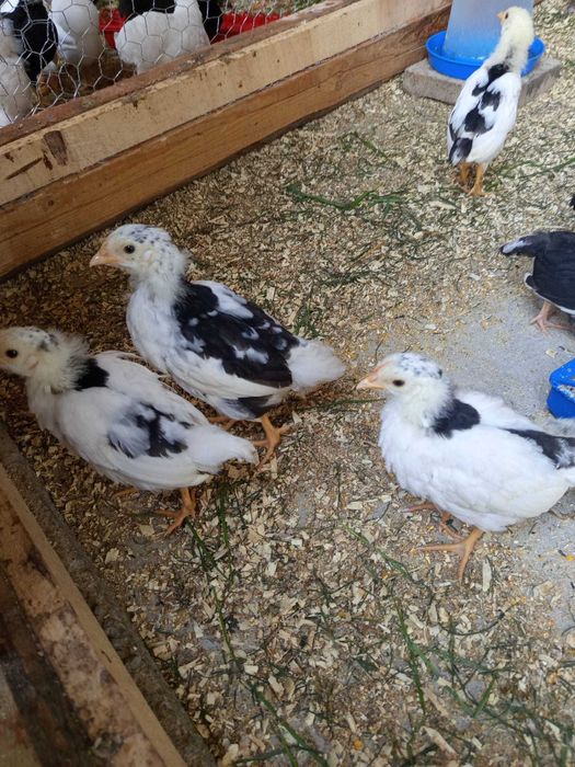 Vând 10 pui de italiana și 10 pui pinta asturiana