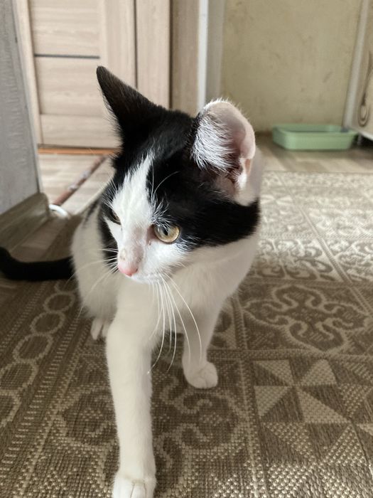 Отдам кота в добрые руки