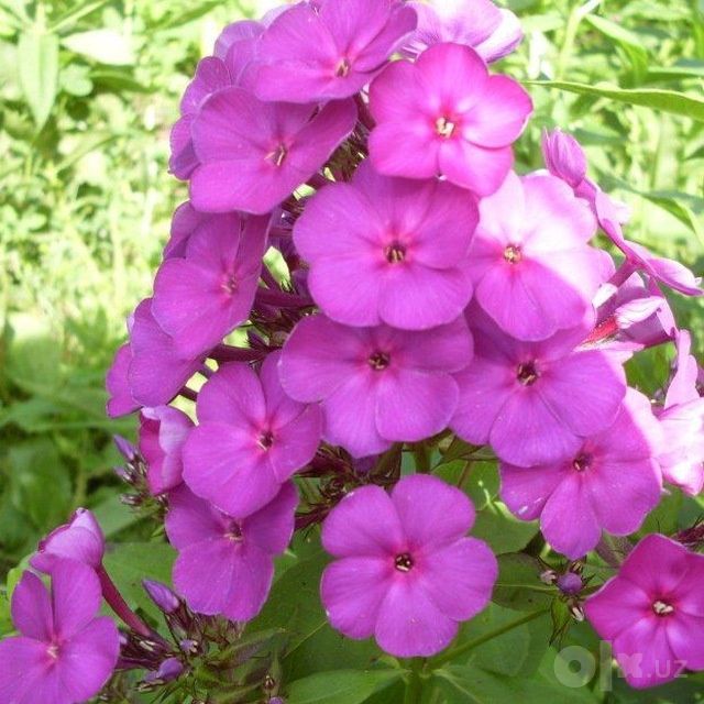 Floks gul kochatlari