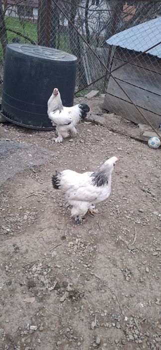 2 cocoși și o Găină Brahma 350 buc 300 gaina