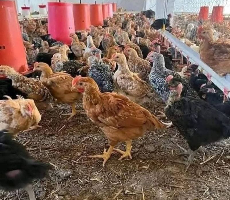 Pui de carne și rasa mixta Draganesti-Olt • OLX.ro