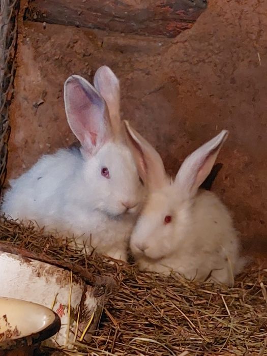 Кролики белый великан