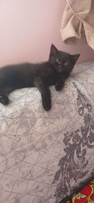 Срочно отдам в хорошие руки котят партизанов