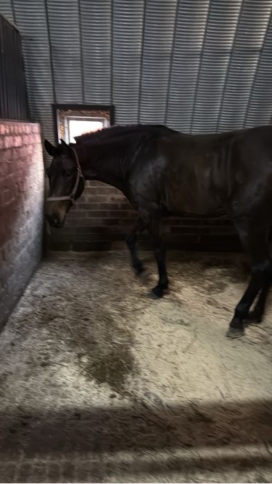 Лошадь объезженная