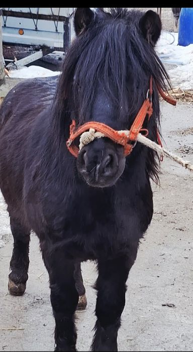 Vând poneii de 5 ani