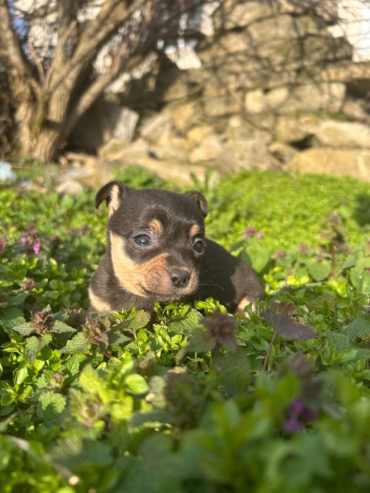 Продавам мъжки мини пинчер