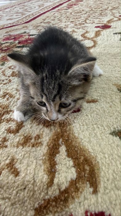Отдадим бесплатно  котят