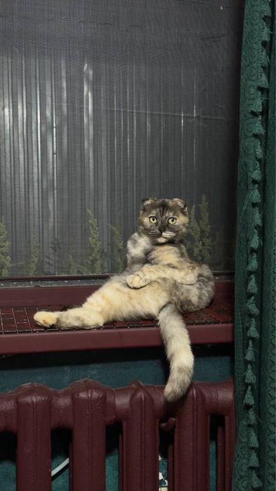 Вислоухая кошечка
