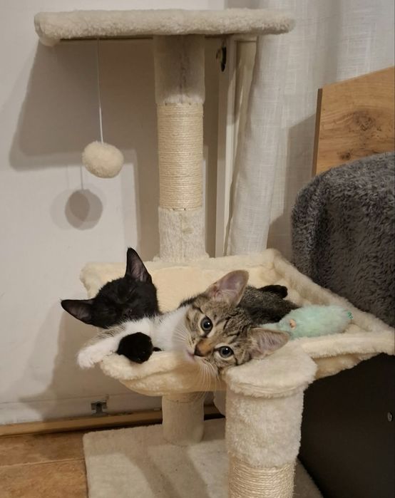 Три мъжки котенца търсят дом