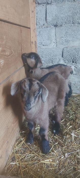 De vânzare ieduti și capre