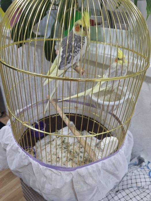 Пара кареллы с клеткой