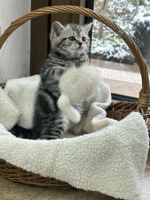 Британский страйт!!