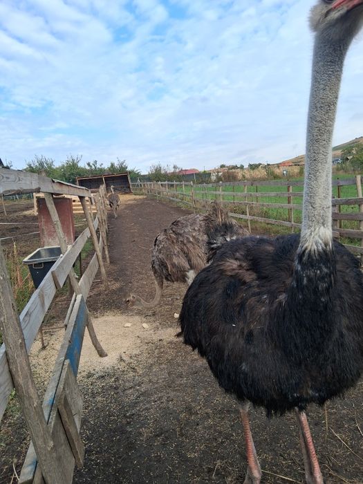 Vand struti maturi sau schimb