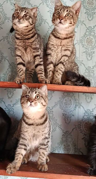 Котята в добрые руки Страйт и фолд..