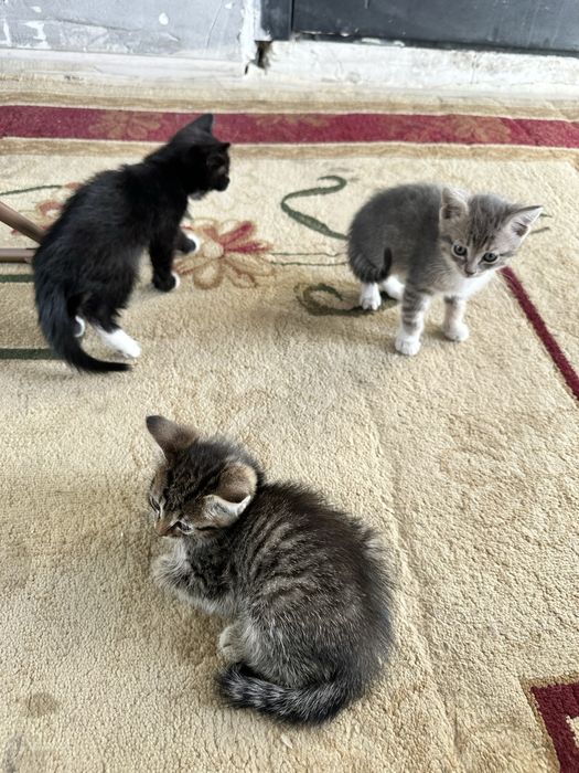 Отдам котят бесплатно