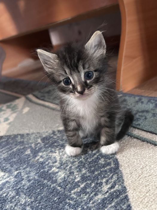 Отдам котят в добрые руки