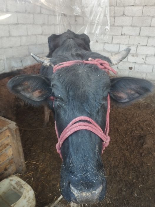 ona bola sigir sotiladi