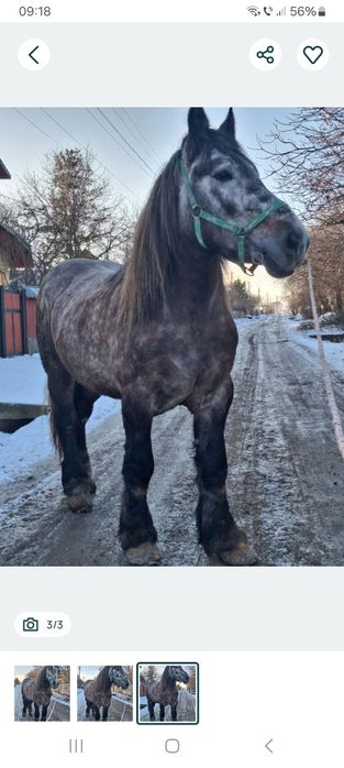 Vând armăsar semigreu