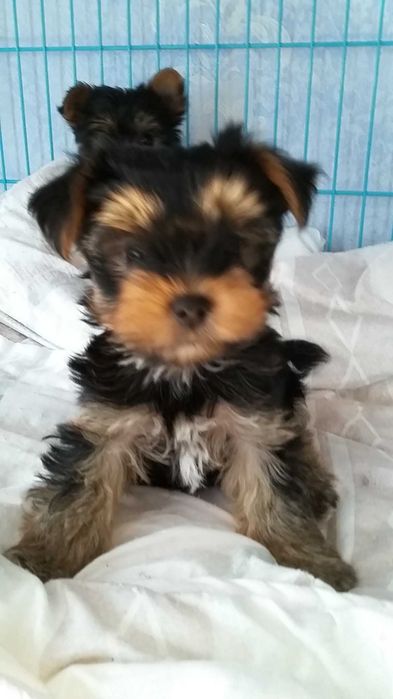 Очаровательные йоркширские щеночки.