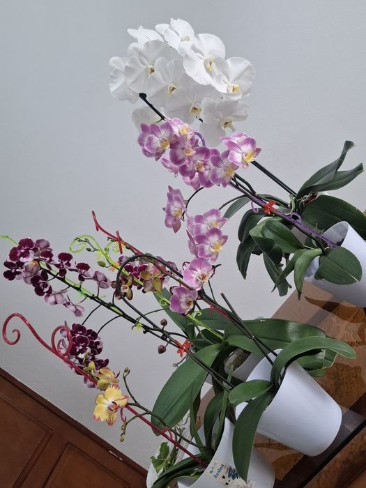 Продётся орхидеи