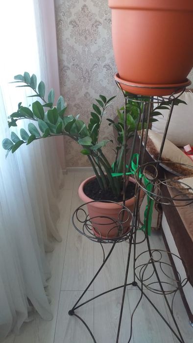 Цветок долларовое дерево