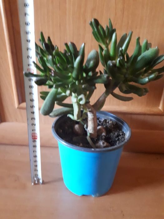 Crassula «Hobbit» (Крассула Хоббит)