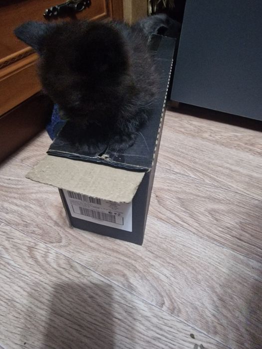 Котята котята котята