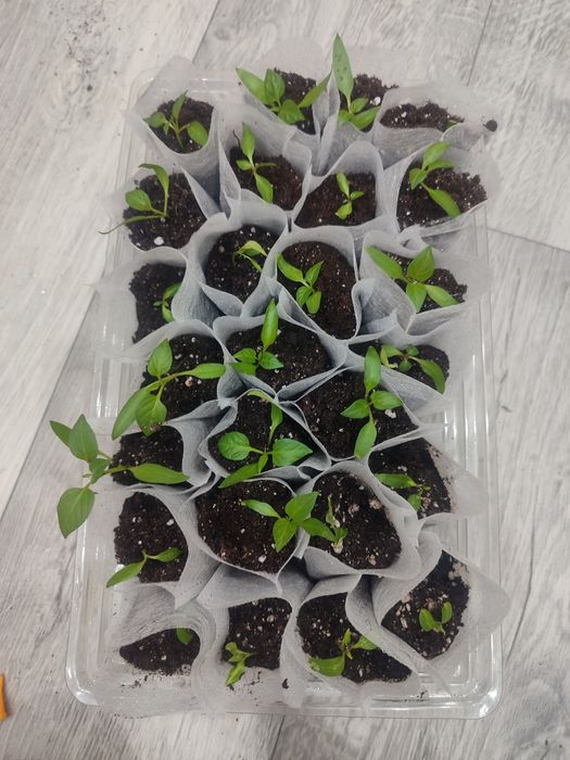 рассада болгарского перца