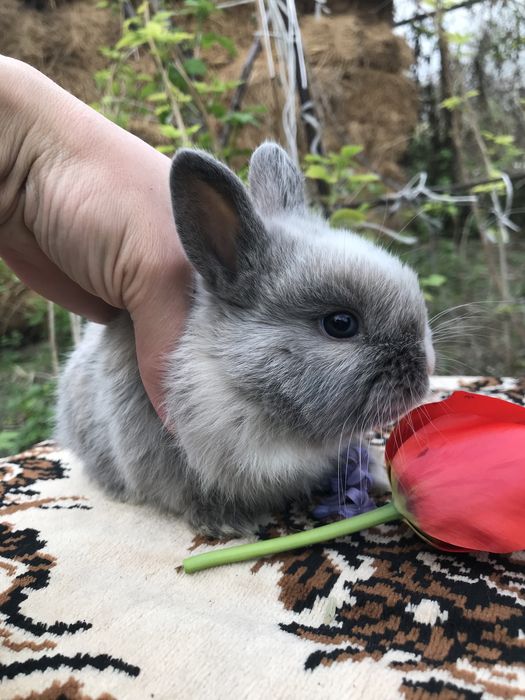 Кролики декоративные карликовые