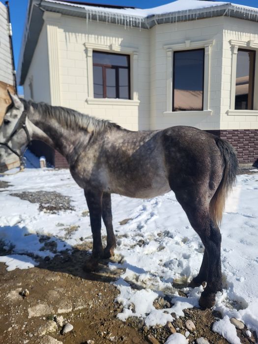 Айгыр сатылады кокпар