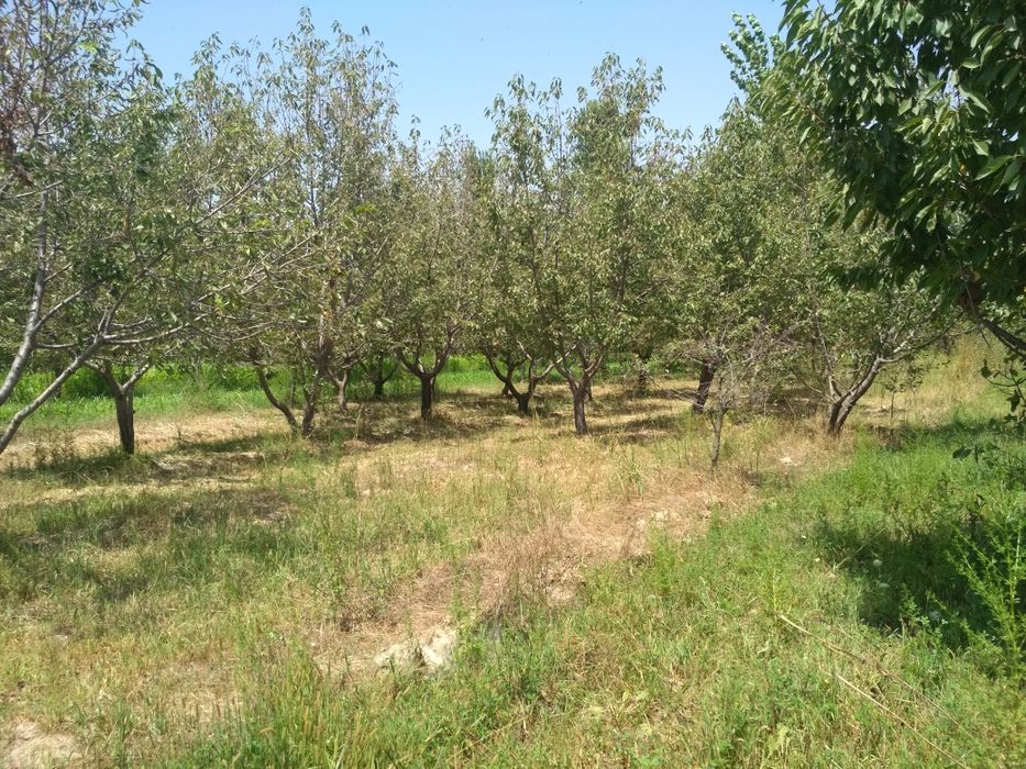 Tiraqurgon, past naymanchada Bog, gilos, hurmo, terak daraxtlari bor
