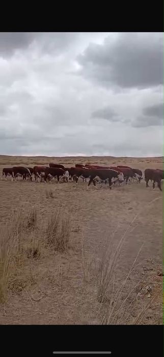 Бычки белоголовые