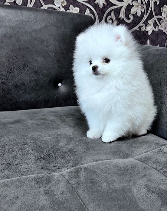 Щенки шпица ищут маму