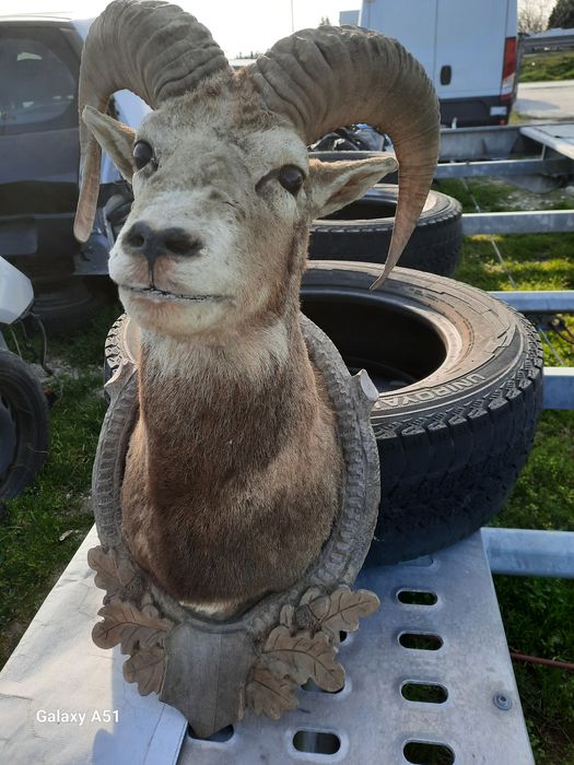 Трофей МУФЛОН...