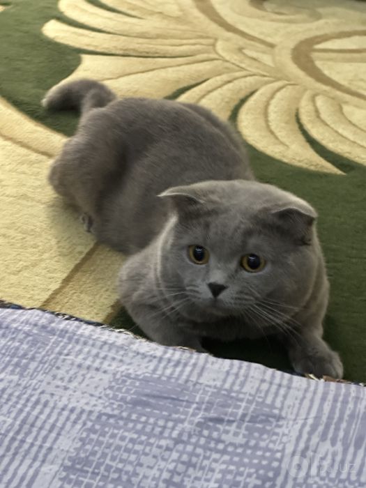 Скотиш фолд 2,5 года