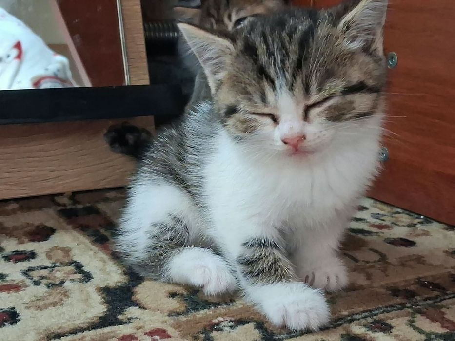 Котята мальчики и девочка